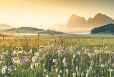 大象回家视频一二芒果-象行千里，归途如歌——大象回家视频一二芒果的温情篇章